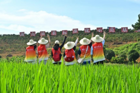 塘坪稻海中的青春足迹——邵阳学院学子赴塘坪村开展生态农业实地