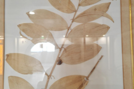 传承岐黄薪火·中医护佑健康