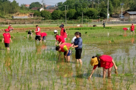 雷锋青少年：山村助农插秧帮扶忙