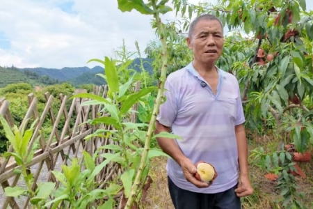 小小助农—助力铁坡残疾杨爷爷销售黄桃四千余斤